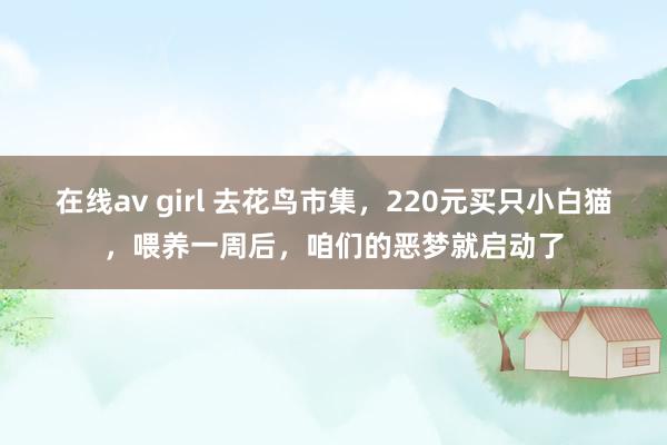 在线av girl 去花鸟市集，220元买只小白猫，喂养一周后，咱们的恶梦就启动了