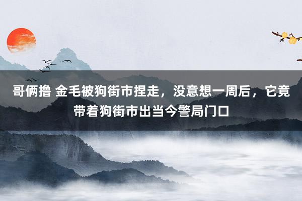 哥俩撸 金毛被狗街市捏走，没意想一周后，它竟带着狗街市出当今警局门口