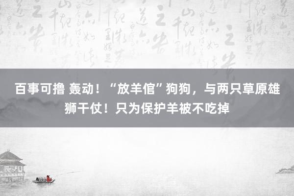 百事可撸 轰动！“放羊倌”狗狗，与两只草原雄狮干仗！只为保护羊被不吃掉